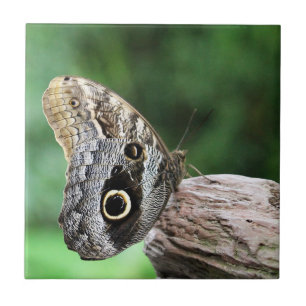 Butterfly från uggla Öga Kakelplatta