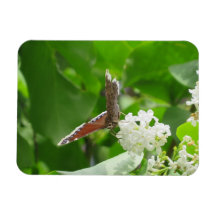 Butterfly från Vår Lilac Magnet