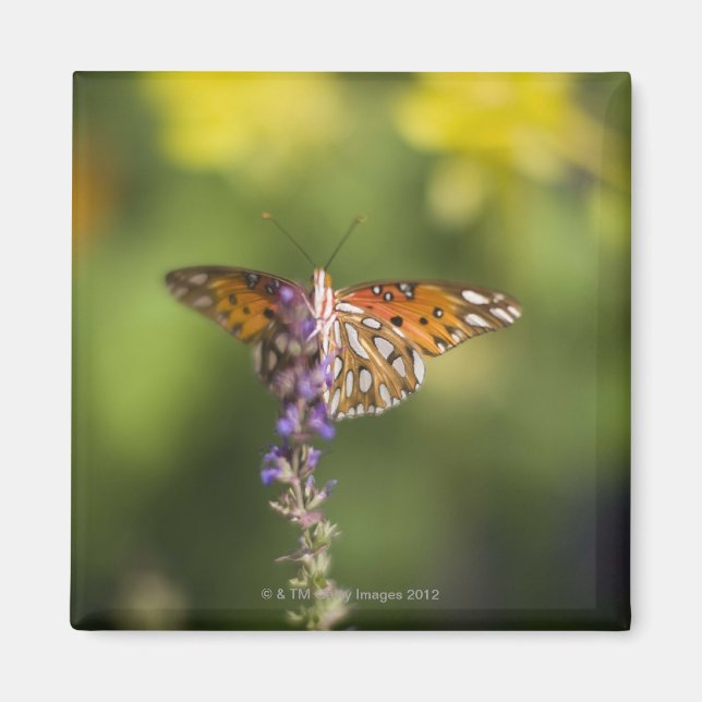 Butterfly från vilda blommor magnet (Framsidan)