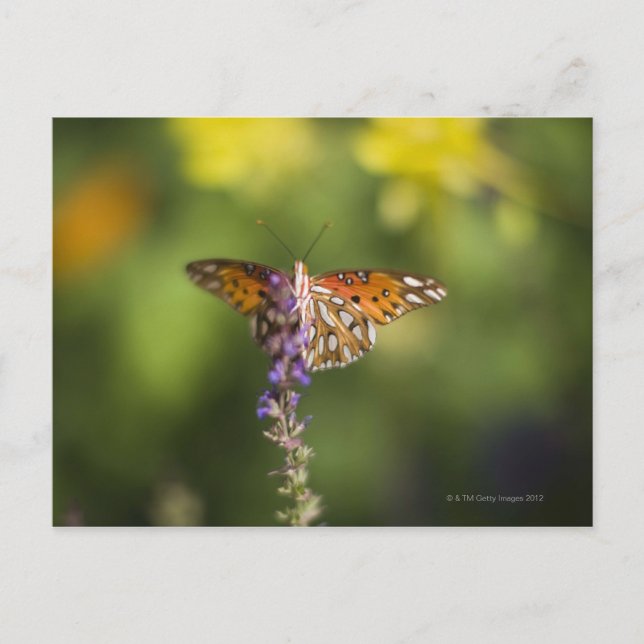 Butterfly från vilda blommor vykort (Framsida)