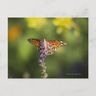 Butterfly från vilda blommor vykort