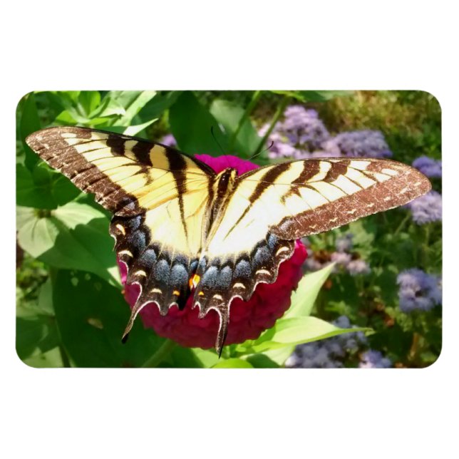 Butterfly från Zinnia Photo Magnet (Horisontell)