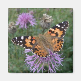 Butterfly Fridge Magnets Magnet