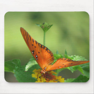 Butterfly Garden Musmatta