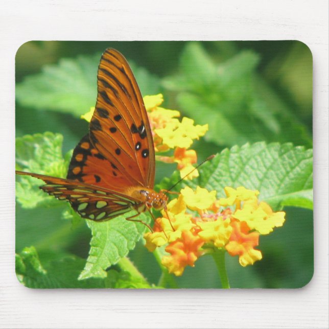 Butterfly Garden Musmatta (Framsidan)
