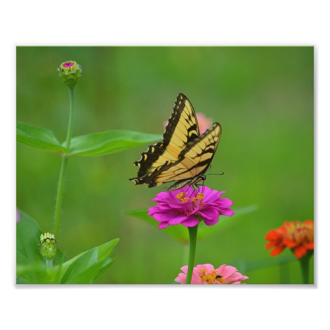 Butterfly Garden Photo Print Fototryck (Framsidan)