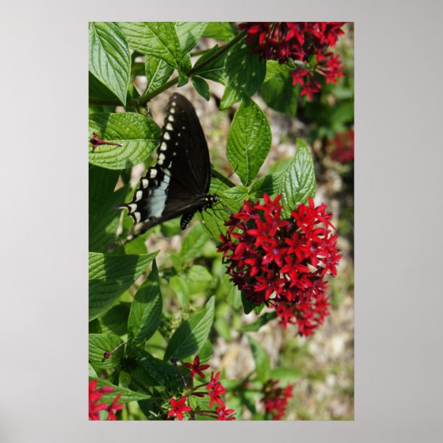 Butterfly Garden Poster (Framsidan)
