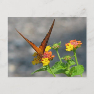 Butterfly Garden Vykort