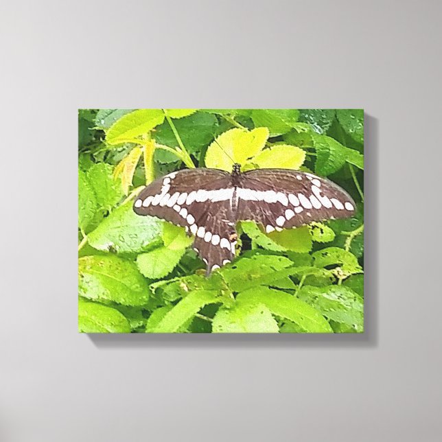 Butterfly Garden Wrapped Canvas (Framsida)