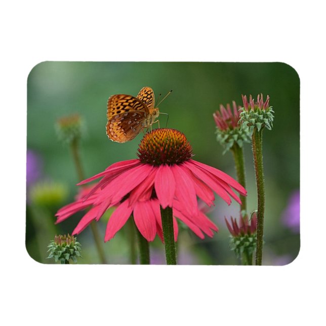 Butterfly Gathering Nectar Magnet (Horisontell)