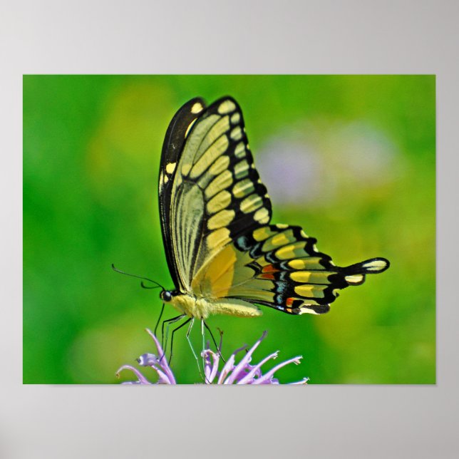 Butterfly Glory Poster (Framsidan)