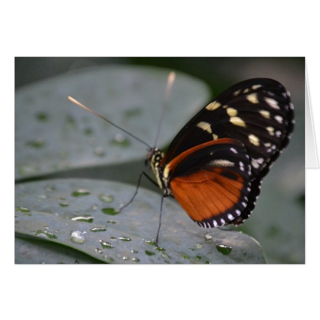 Butterfly Hälsningskort (Framsidan Horizontal)