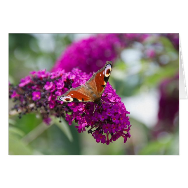 Butterfly Hälsningskort (Framsidan Horizontal)