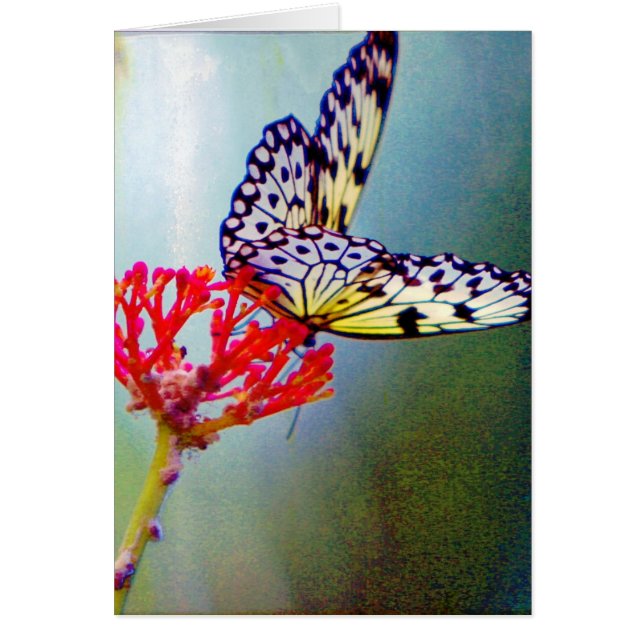 Butterfly Hälsningskort (Framsidan)
