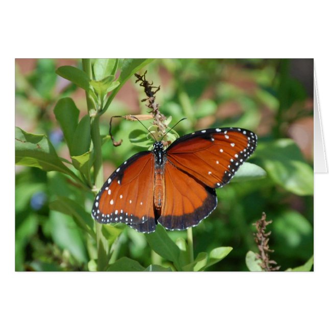 Butterfly Hälsningskort (Framsidan Horizontal)