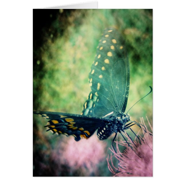 Butterfly Hälsningskort (Framsidan)