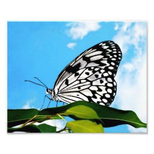 Butterfly & Himlar Fototryck