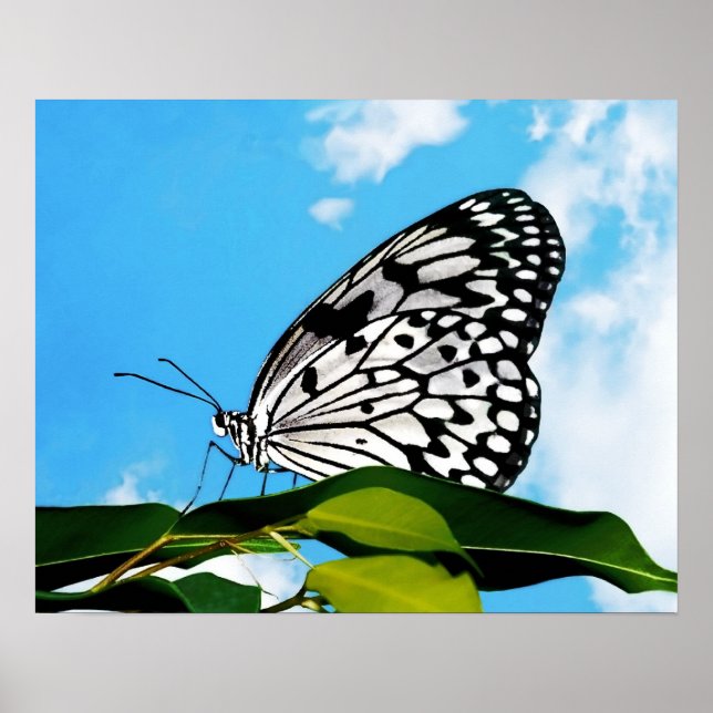 Butterfly & Himlar Poster (Framsidan)