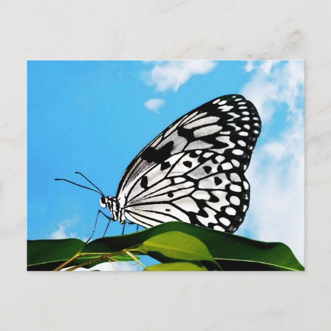 Butterfly & Himlar Vykort (Framsida)