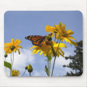 Butterfly i himlar musmatta