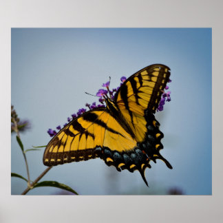 Butterfly i himlar poster