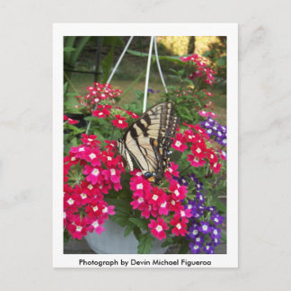 Butterfly i Springtime Vykort