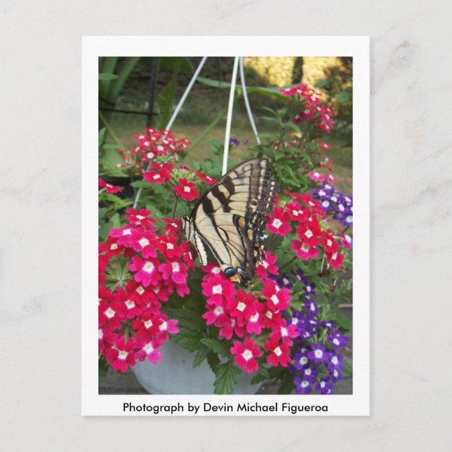 Butterfly i Springtime Vykort (Framsida)