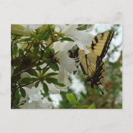 Butterfly i Vår Vykort