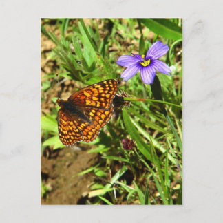 Butterfly i Vår Vykort