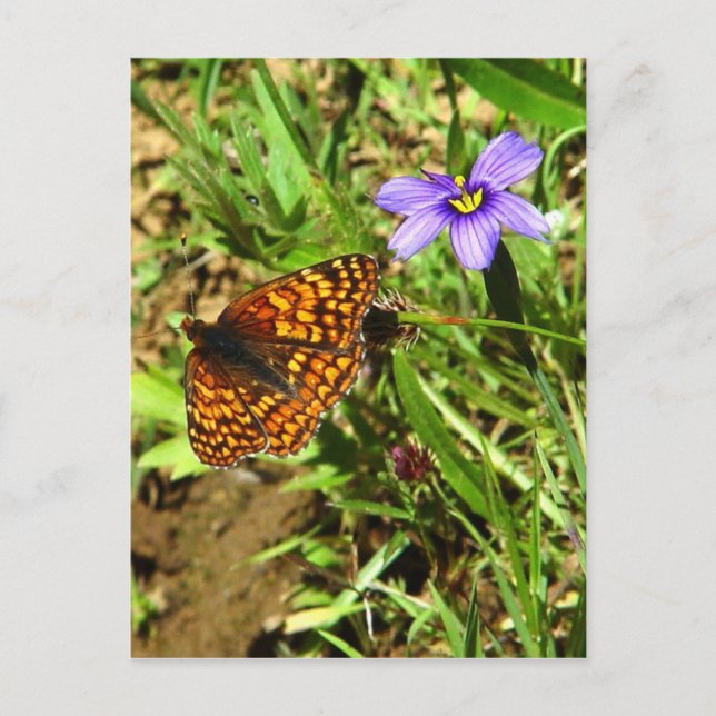 Butterfly i Vår Vykort (Framsida)