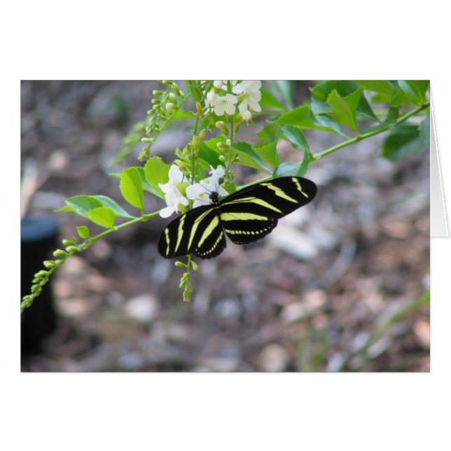 Butterfly i vila hälsningskort (Framsidan Horizontal)