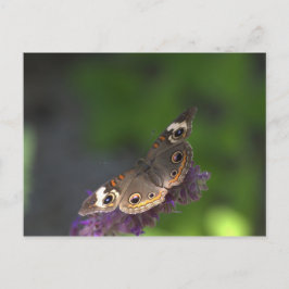 Butterfly I Vykort