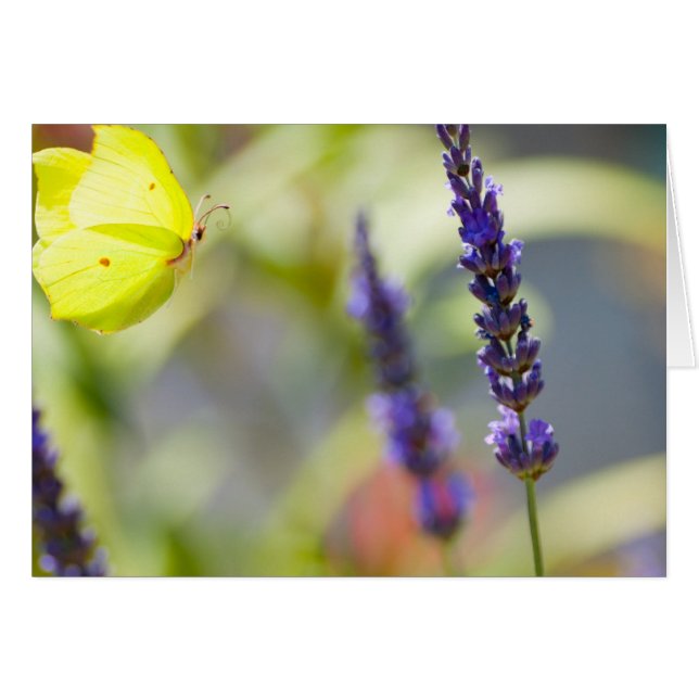 butterfly in flight hälsningskort (Framsidan Horizontal)