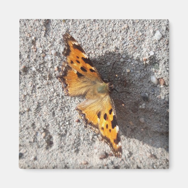 Butterfly in the Sunshine Magnet (Framsidan)