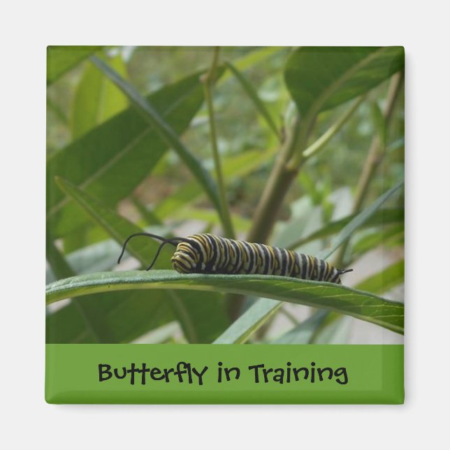 "Butterfly in Training" Square Magnet (Framsidan)