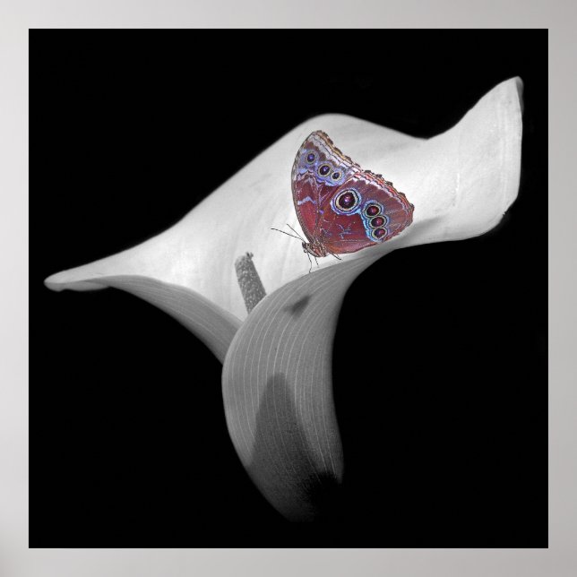 Butterfly in White Lily Poster (Framsidan)