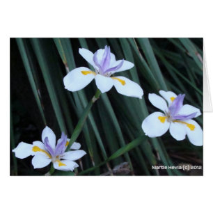 Butterfly Iris Trio Hälsningskort