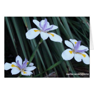 Butterfly Iris Trio OBS Kort