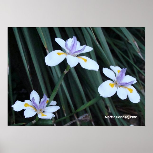 Butterfly Iris Trio Poster (Framsidan)