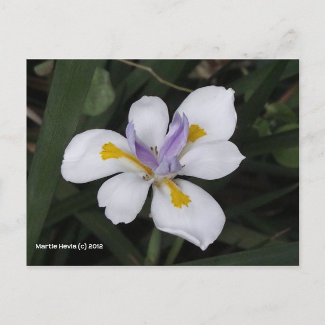 Butterfly Iris Vykort (Framsida)