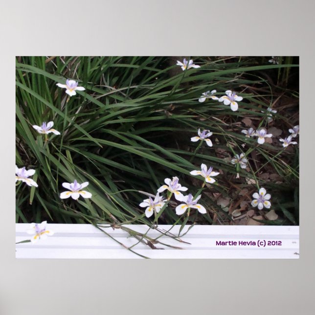 Butterfly Irises Poster (Framsidan)