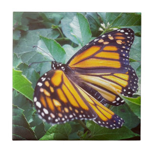 Butterfly Kakelplatta