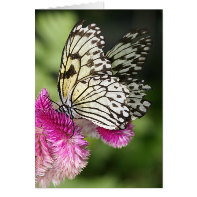 Butterfly Kisses I Hälsningskort (Framsidan)