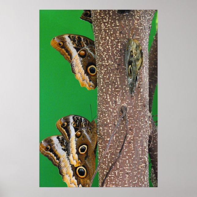 Butterfly Kisses Poster (Framsidan)