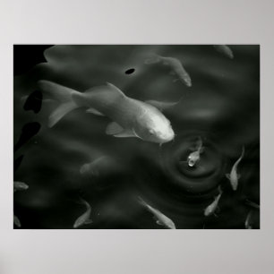 Butterfly kois poster
