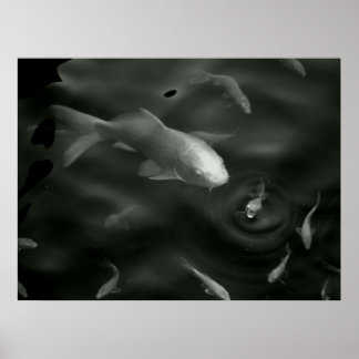 Butterfly kois poster