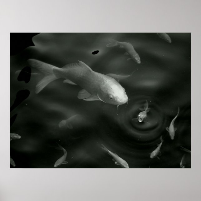 Butterfly kois poster (Framsidan)