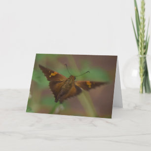 Butterfly Kort