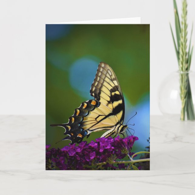 Butterfly, kort (Framsida)