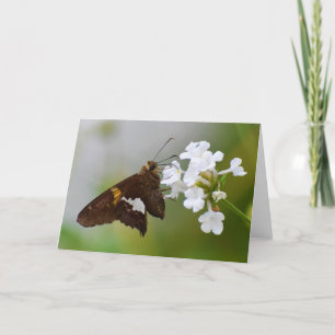 Butterfly Kort